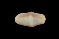 藏品(鈕扣海兔螺)的圖片